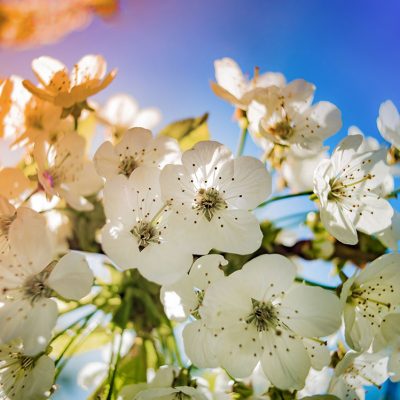 Spring Statement 2018